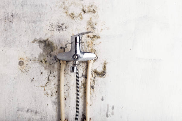 Mold Removal Process in Northfield, IL