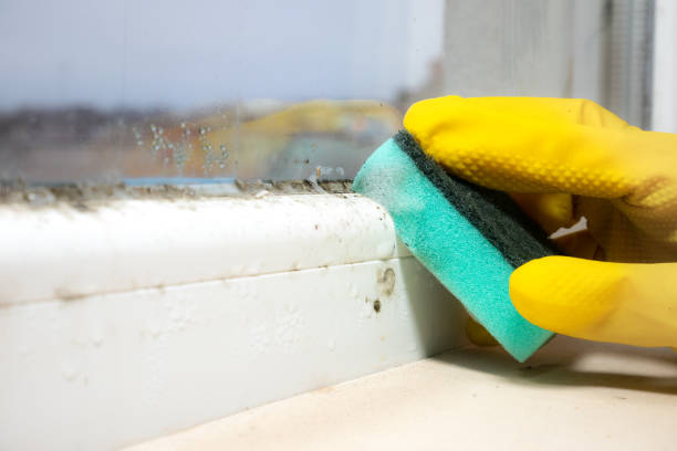 Attic Mold Removal in Northfield, IL
