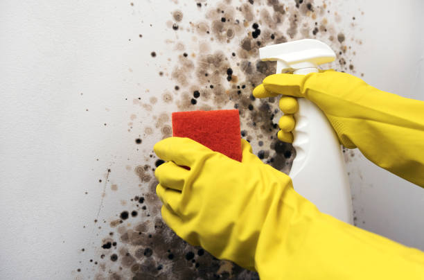 Best Black Mold Removal  in Northfield, IL